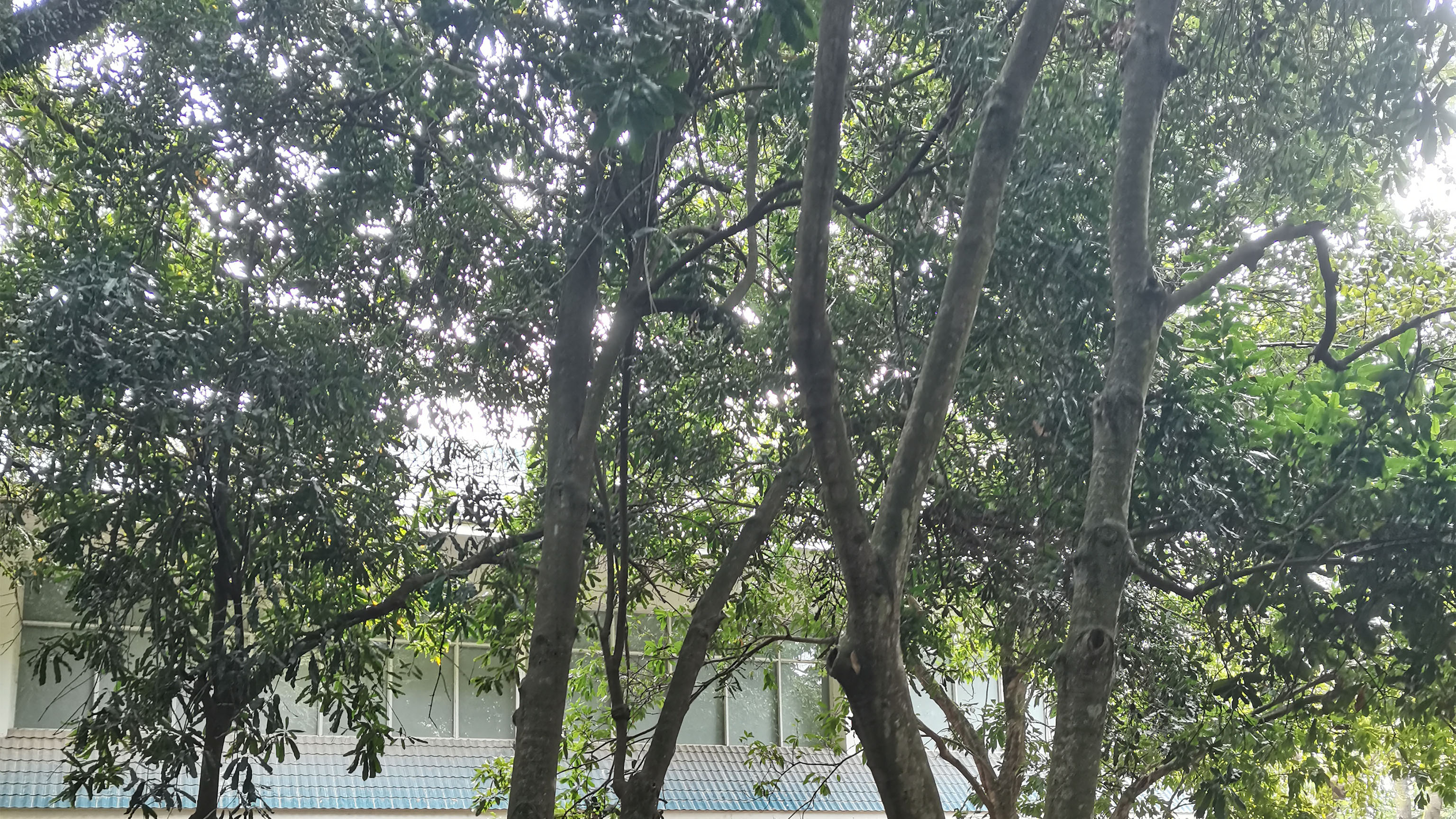 云南省首次引进种植的澳洲坚果树